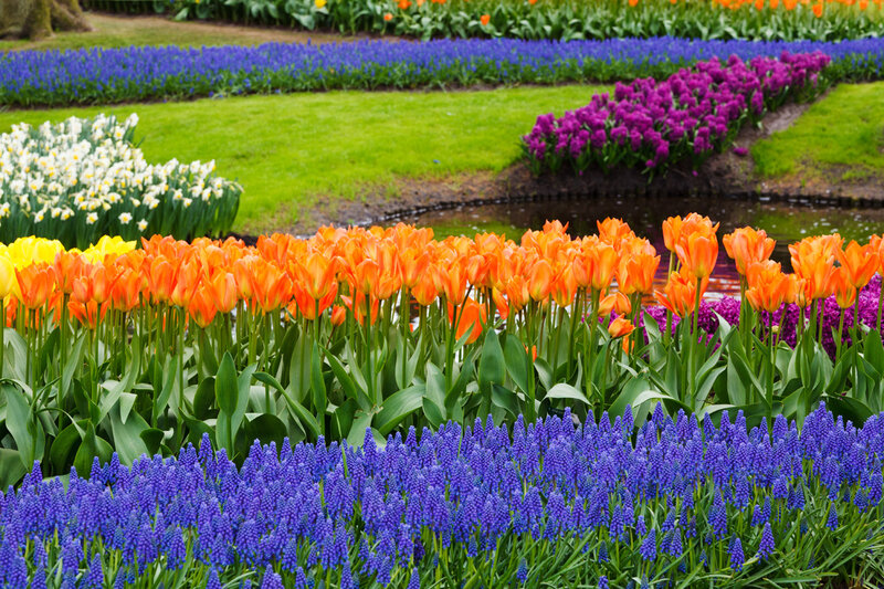 Colorful Tulip and Hyacinth Garden — Orange