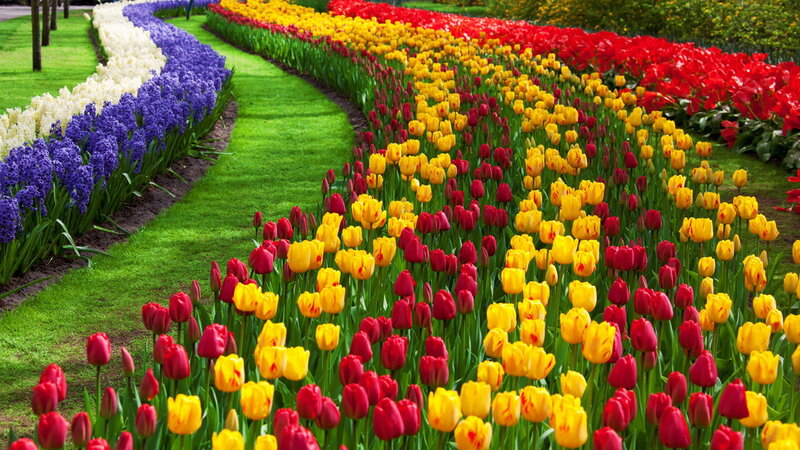 Colorful Tulip and Hyacinth Garden — Red