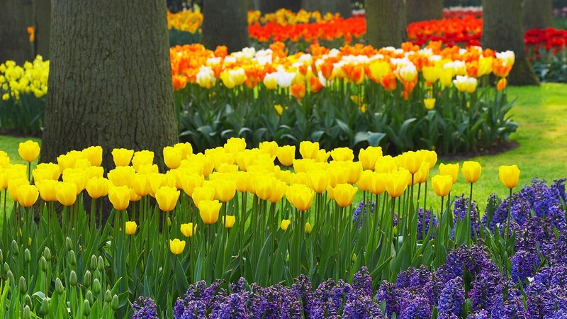 Colorful Tulip and Hyacinth Garden — Yellow, Serene, Spring