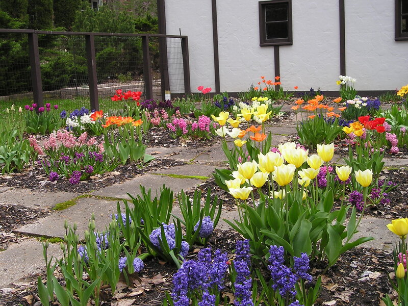 Colorful Tulip and Hyacinth Garden — Yellow, Serene