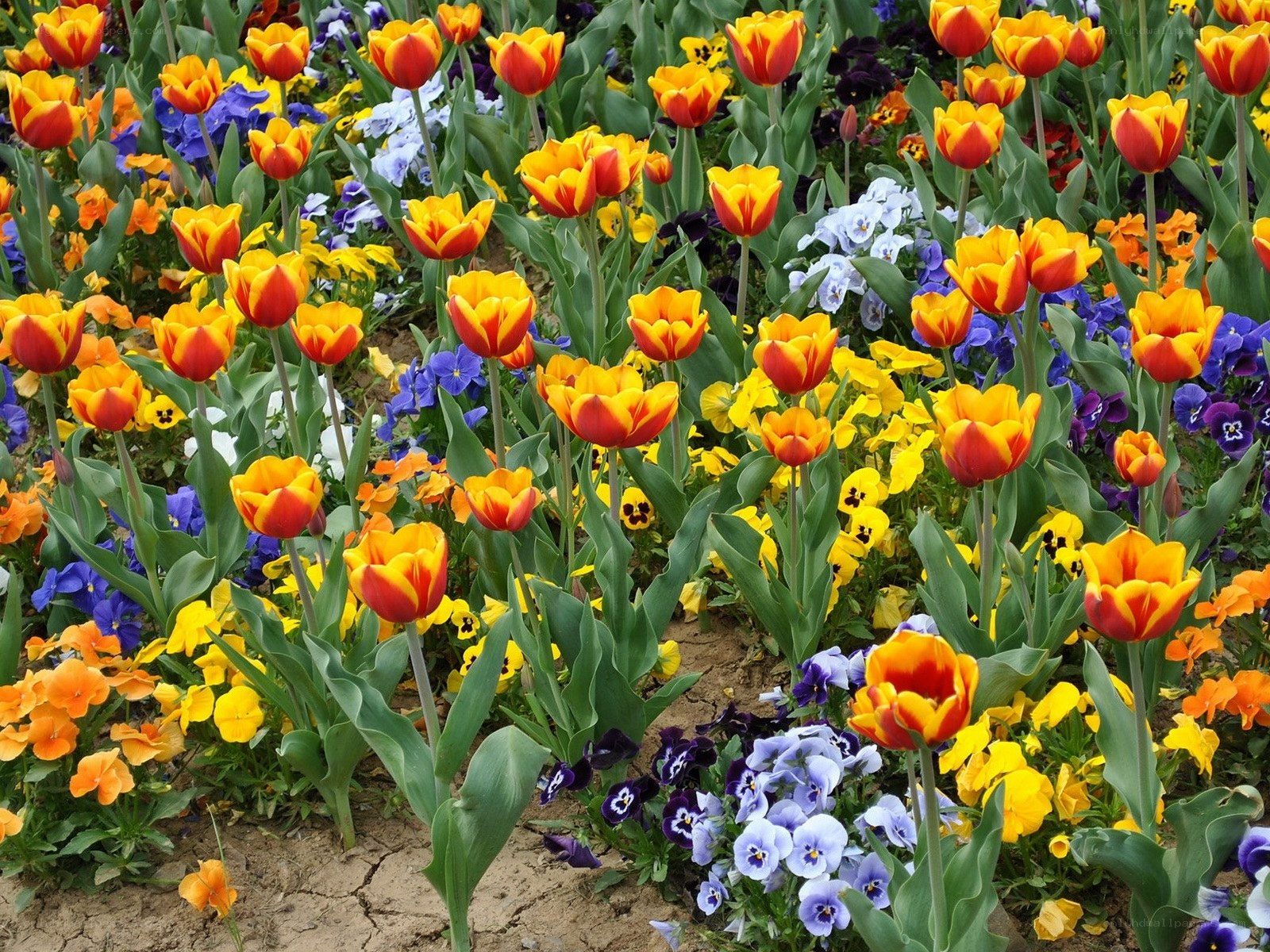 Colorful tulip and pansy garden