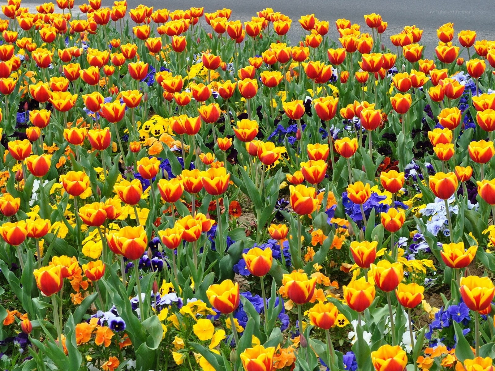 Colorful tulip and pansy garden