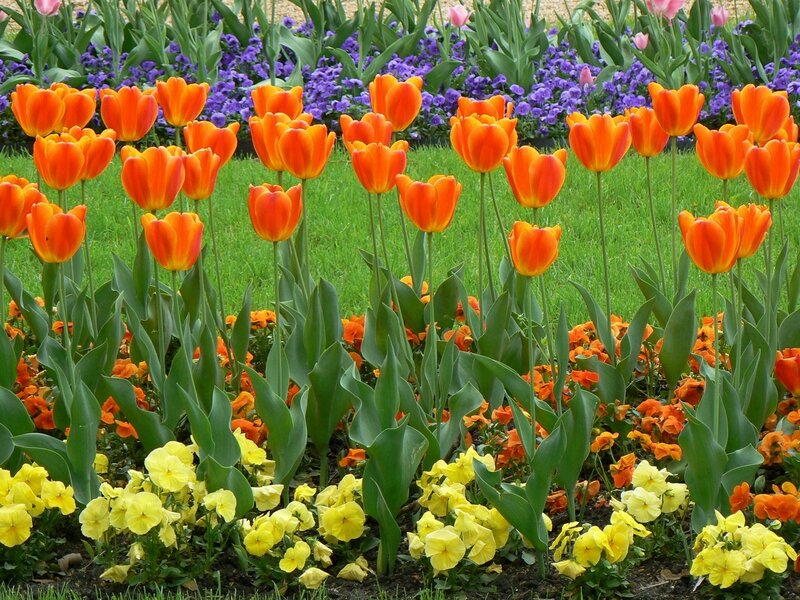 Colorful tulip and pansy garden