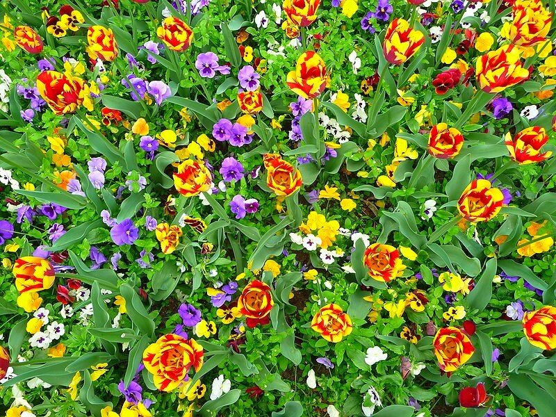 Colorful tulip and pansy garden