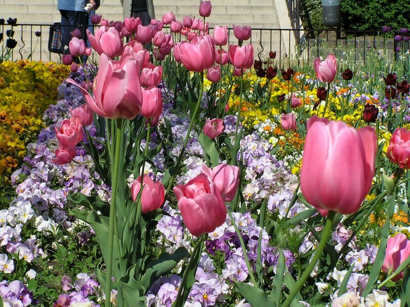 Colorful tulip and pansy garden