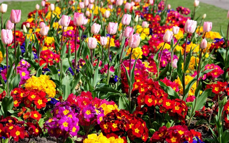 Colorful Tulip and Primrose Bed — Pink