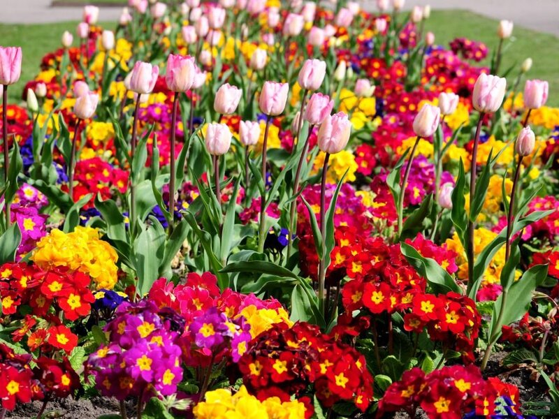 Colorful Tulip and Primrose Bed