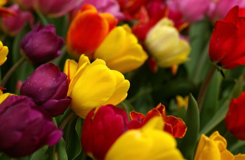 Colorful tulip bouquet