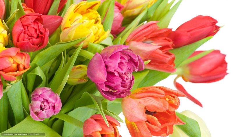 Colorful tulip bouquet
