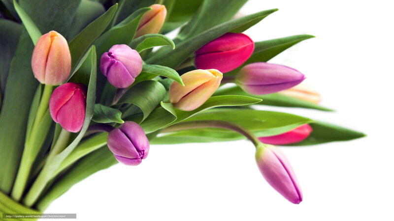 Colorful tulip bouquet