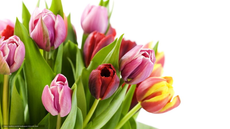 Colorful tulip bouquet