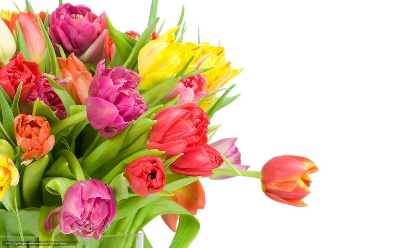 colorful tulip bouquet