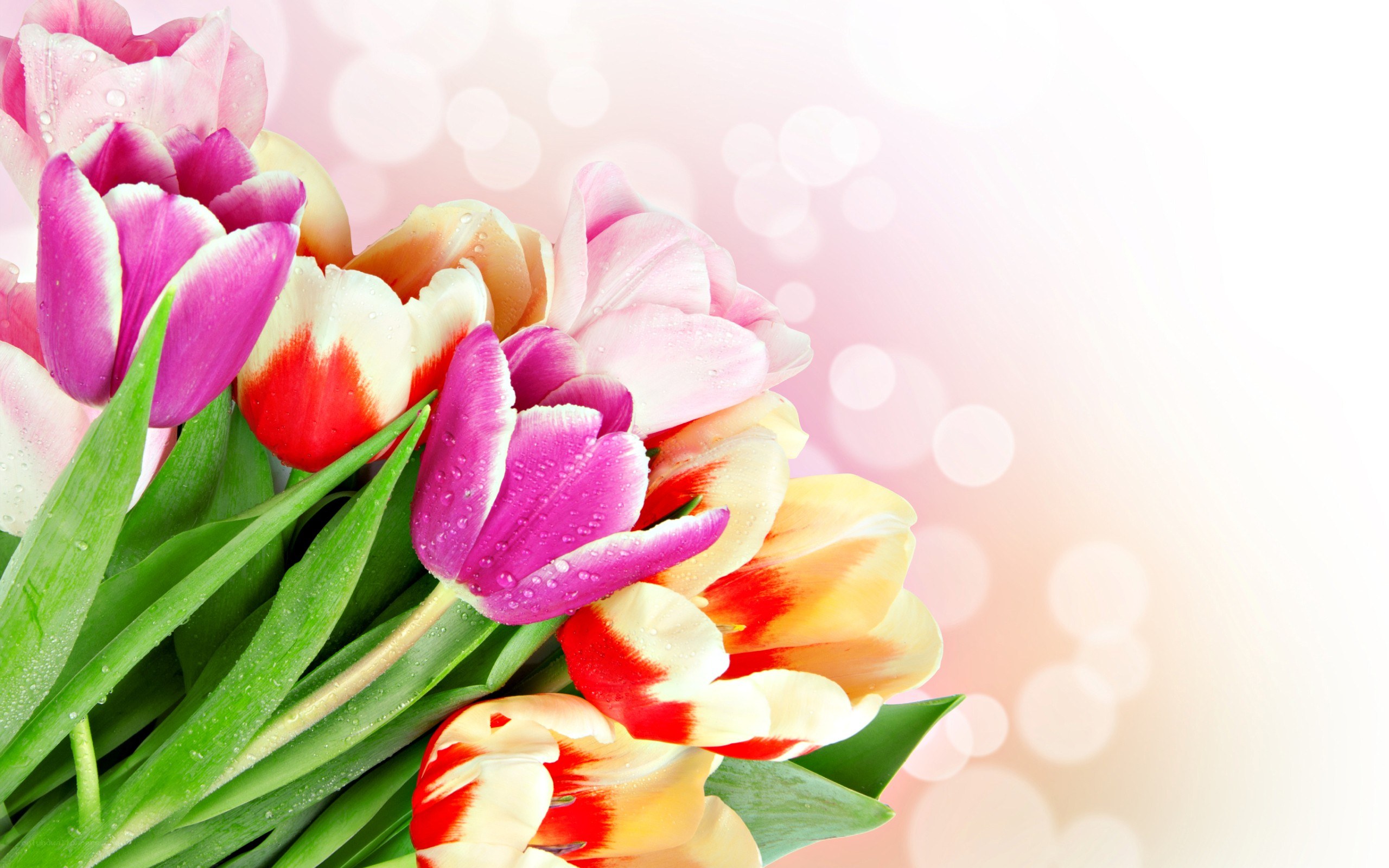 colorful tulip bouquet