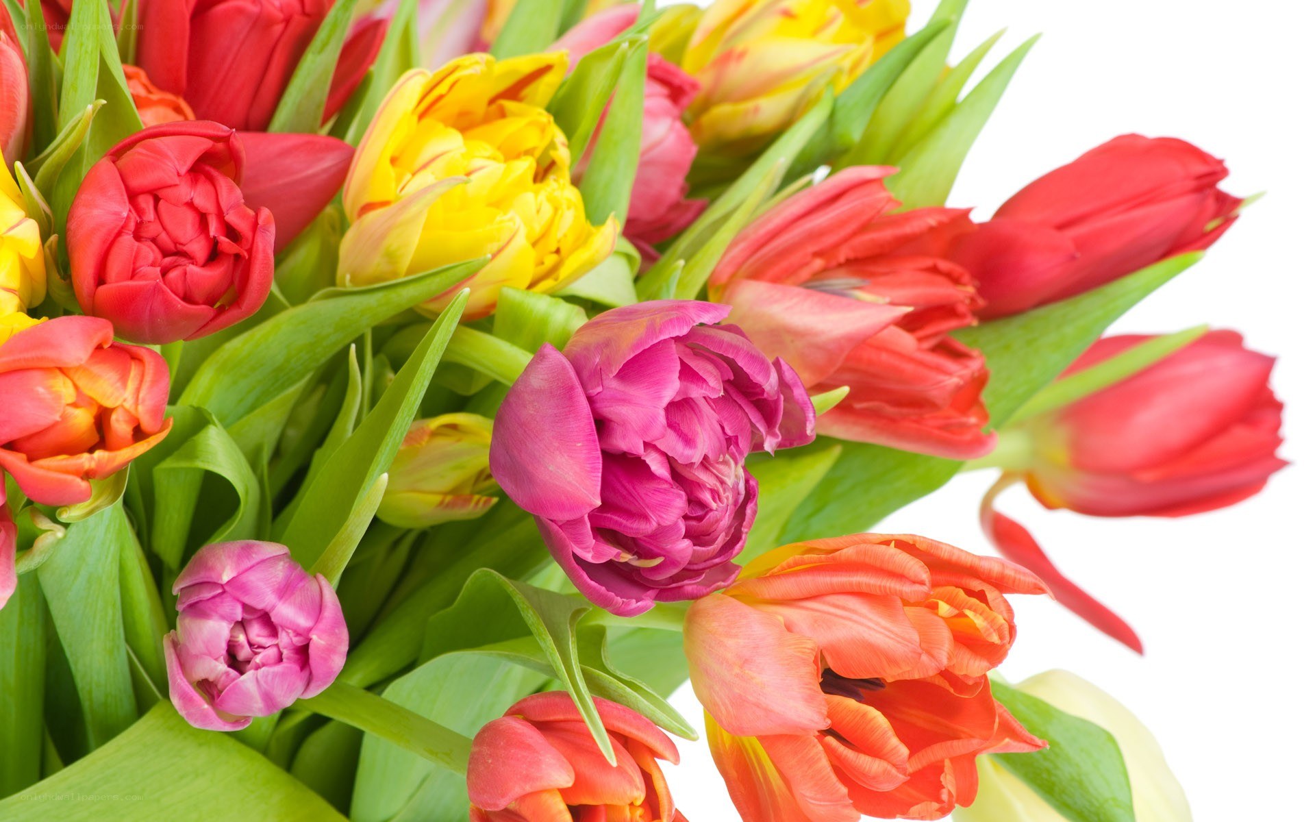 Colorful tulip bouquet