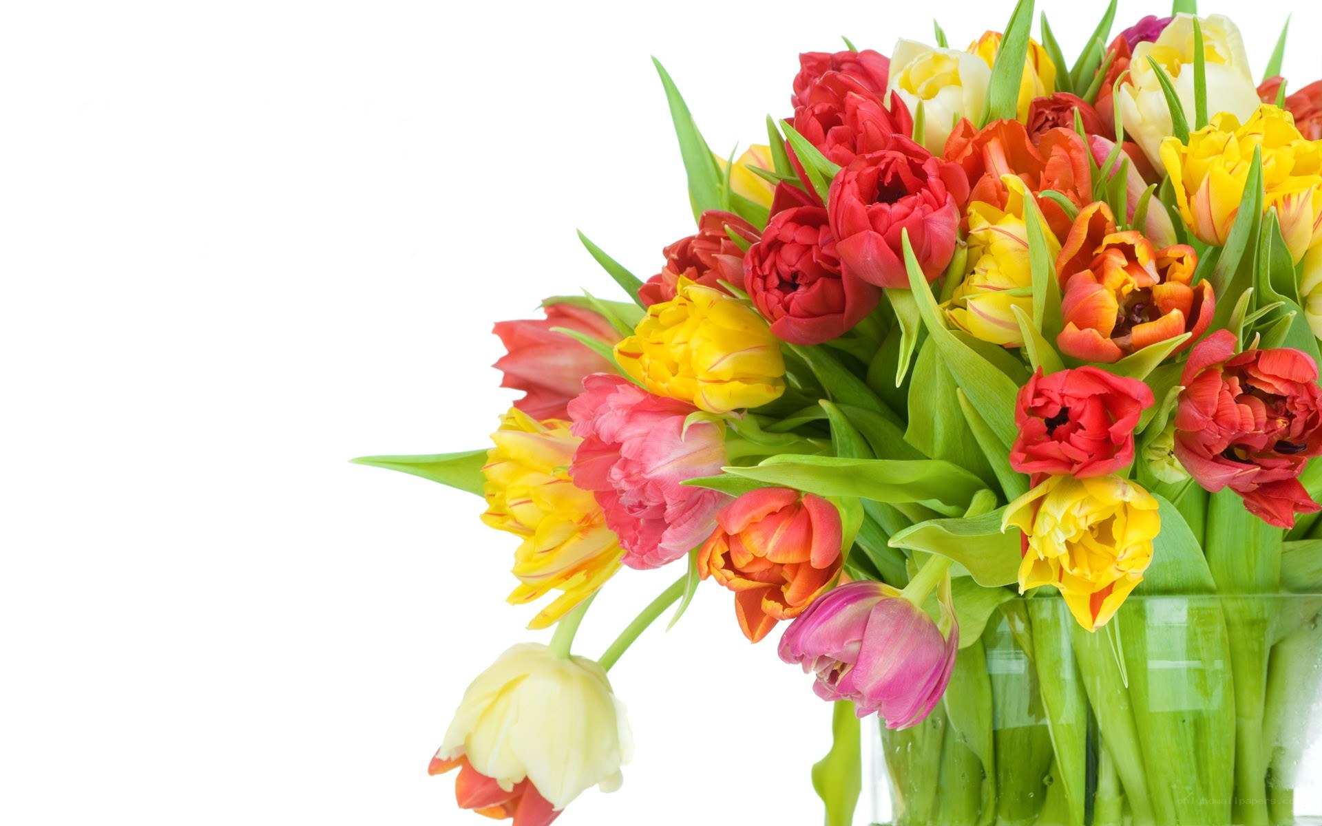 Colorful tulip bouquet