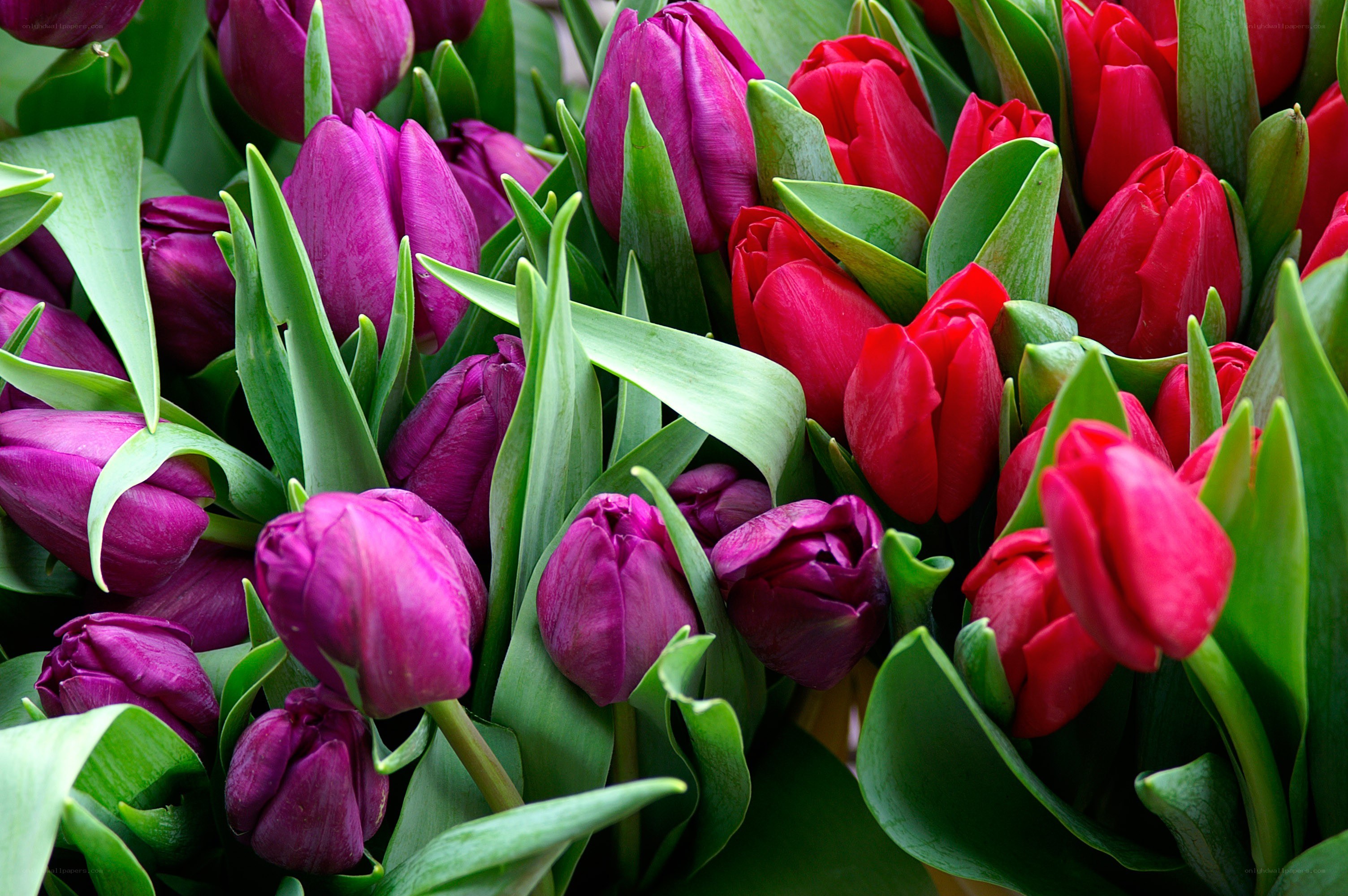 Colorful tulip bouquet