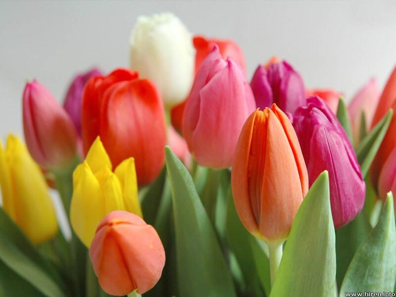 Colorful tulip bouquet