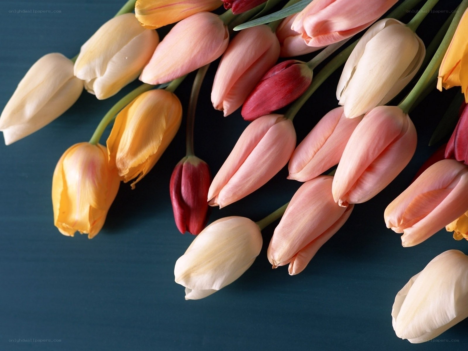Colorful tulip bouquet