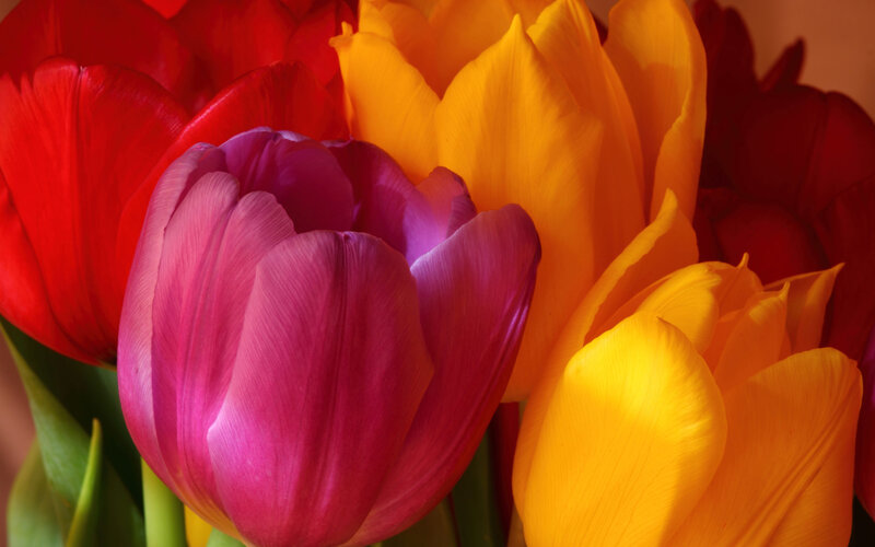 Colorful tulip bouquet