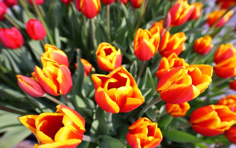 Colorful tulip bouquet