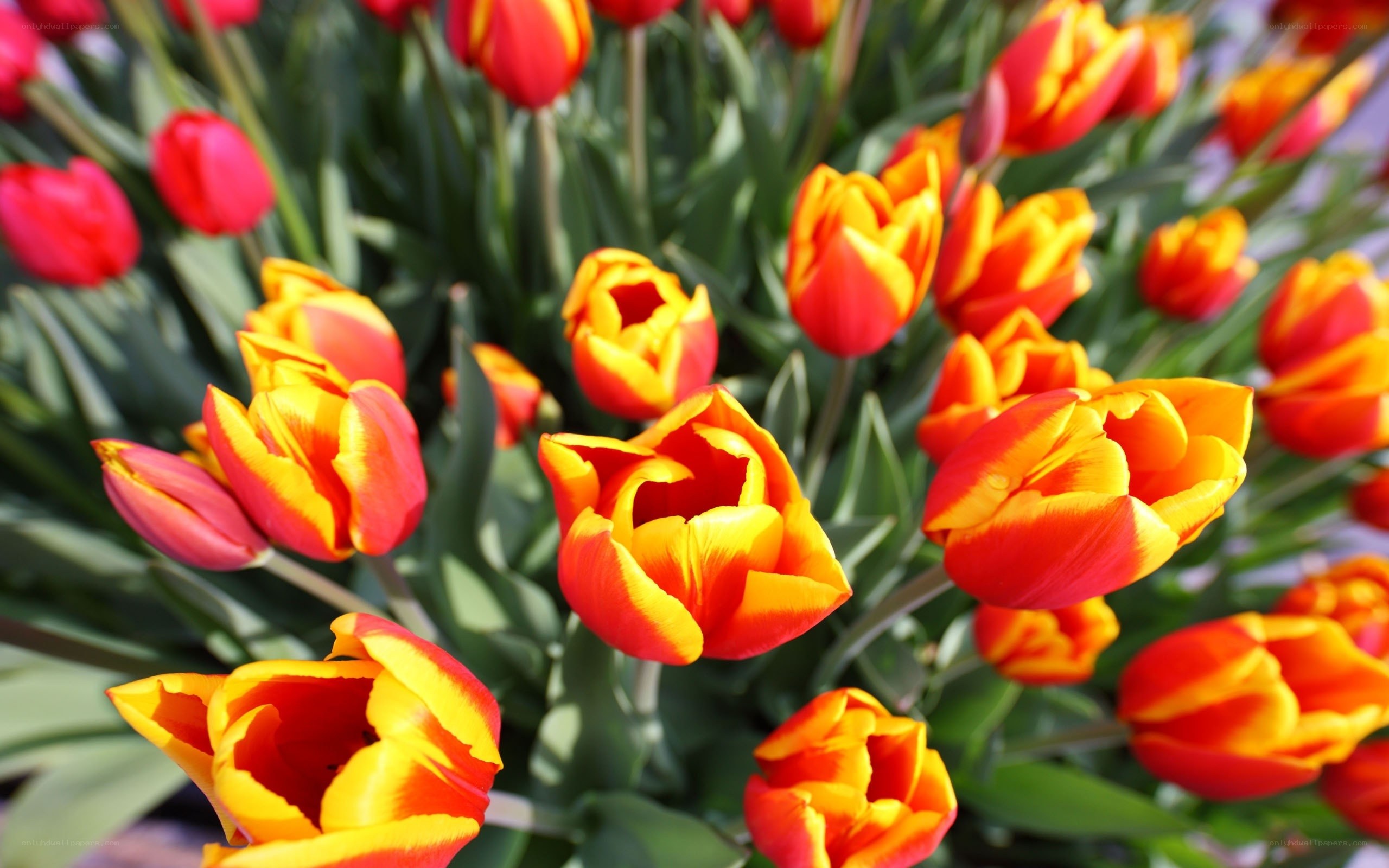 Colorful tulip bouquet