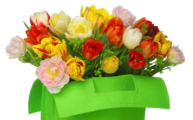 Colorful Tulip Bouquet — Green, Vibrant, Spring