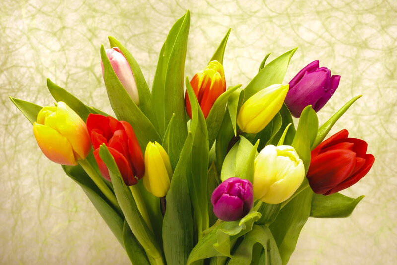 Colorful Tulip Bouquet — Green, Vibrant