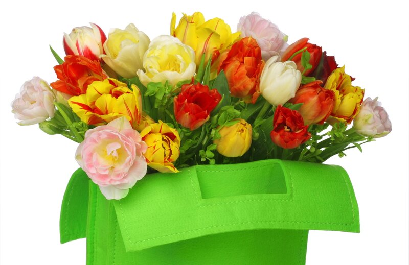 Colorful tulip bouquet in green bag