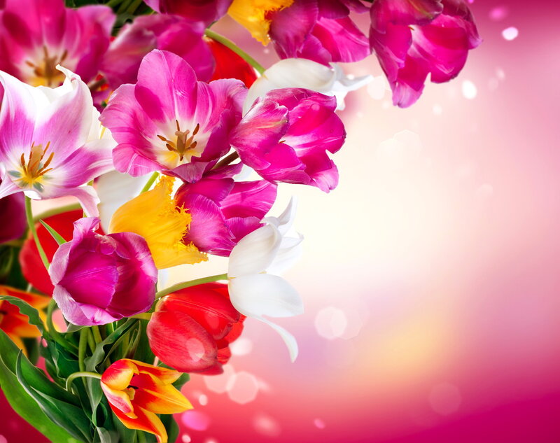 Colorful Tulip Bouquet — Pink, Bright, Spring, Photograph, Flowers