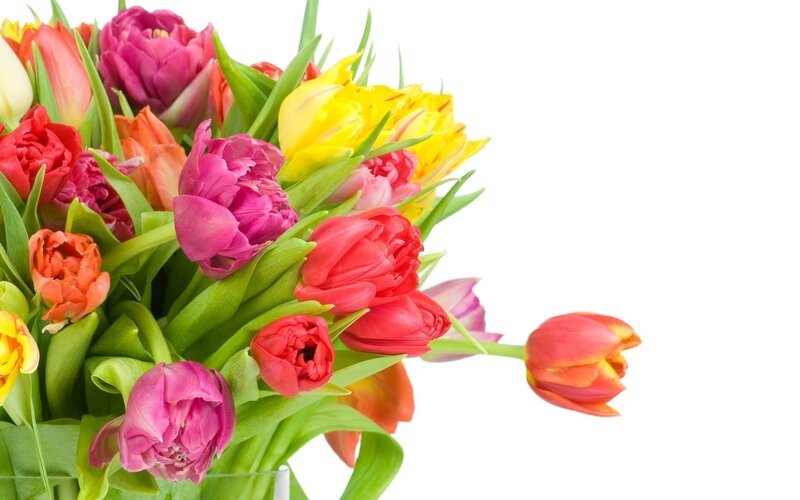 Colorful Tulip Bouquet — Pink, Bright, Spring, Photograph, Green Leaves, Vase