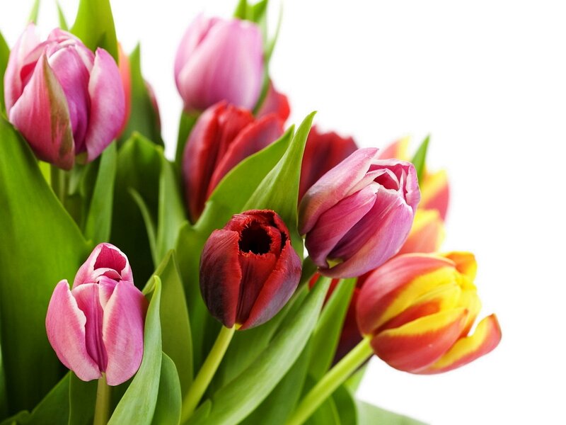 Colorful Tulip Bouquet — Pink, Bright, Spring