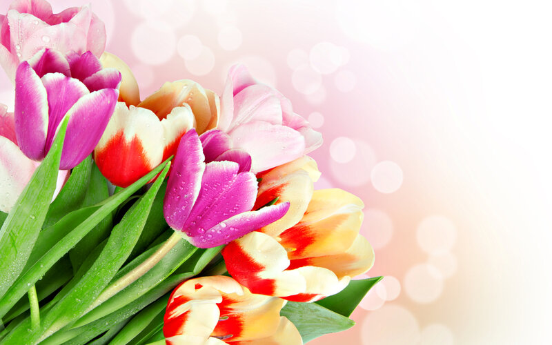 Colorful Tulip Bouquet — Pink, Bright