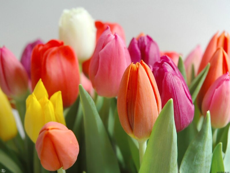 Colorful Tulip Bouquet — Pink, Calm, Spring