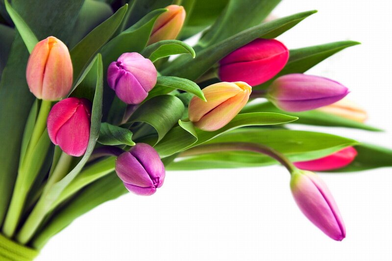 Colorful Tulip Bouquet — Pink, Calm