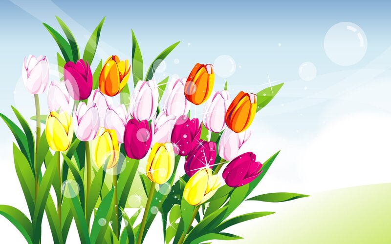 Colorful Tulip Bouquet — Pink, Cheerful