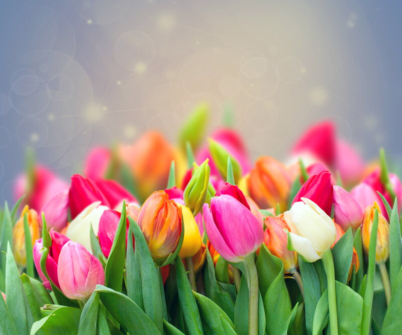 Colorful Tulip Bouquet — Pink, Serene, Spring