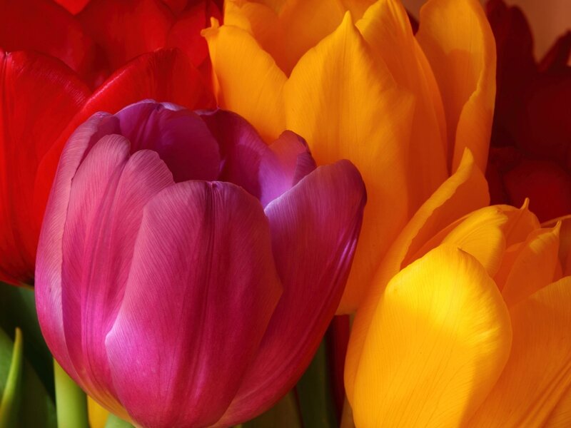 Colorful Tulip Bouquet — Pink