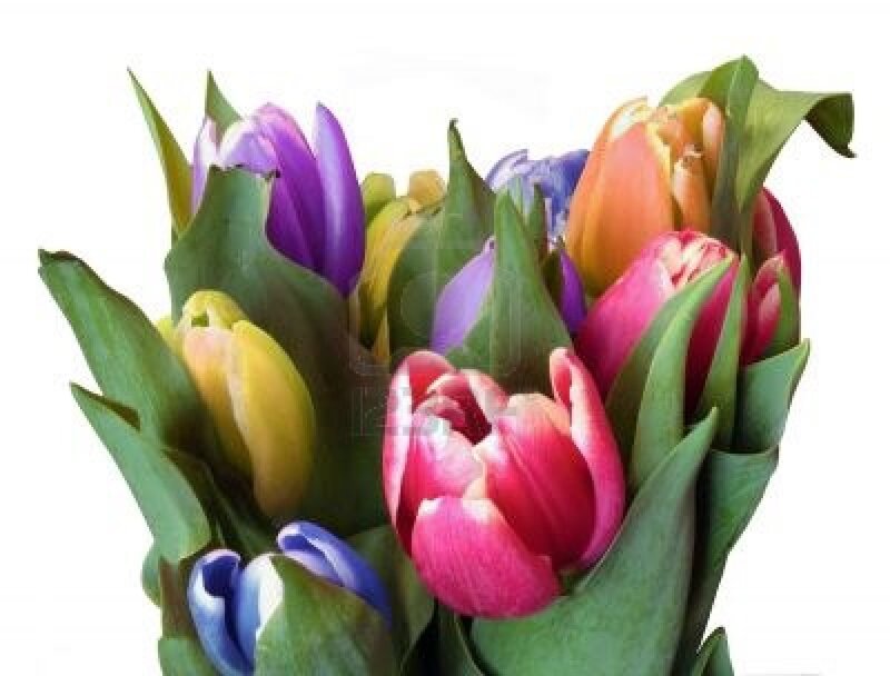 Colorful Tulip Bouquet — Pink, Vibrant, Photograph