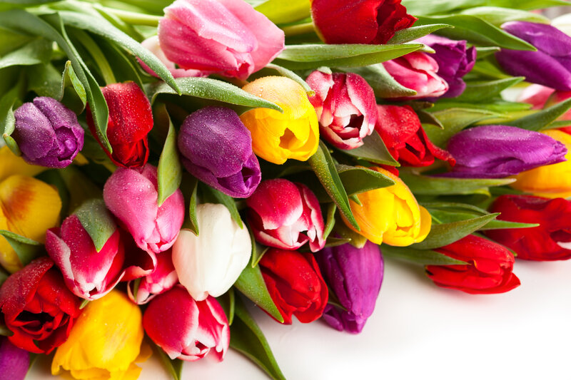 Colorful Tulip Bouquet — Pink, Vibrant, Spring