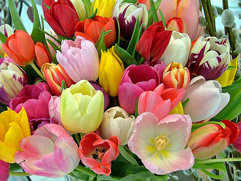 Colorful Tulip Bouquet — Pink, Vibrant