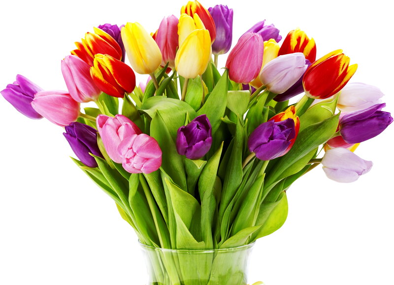 Colorful Tulip Bouquet — Purple, Bright, Photograph