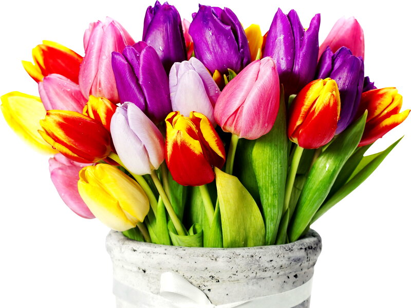 Colorful Tulip Bouquet — Purple, Bright, Spring