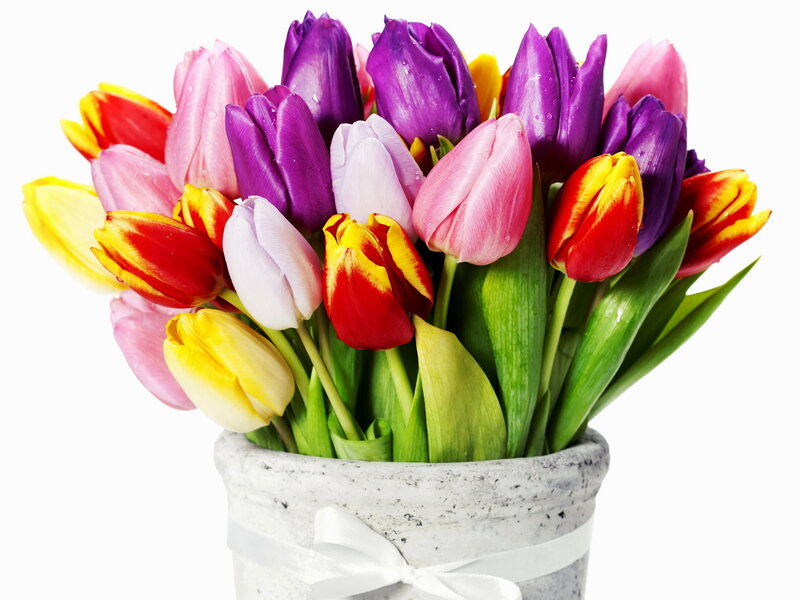 Colorful Tulip Bouquet — Purple, Bright
