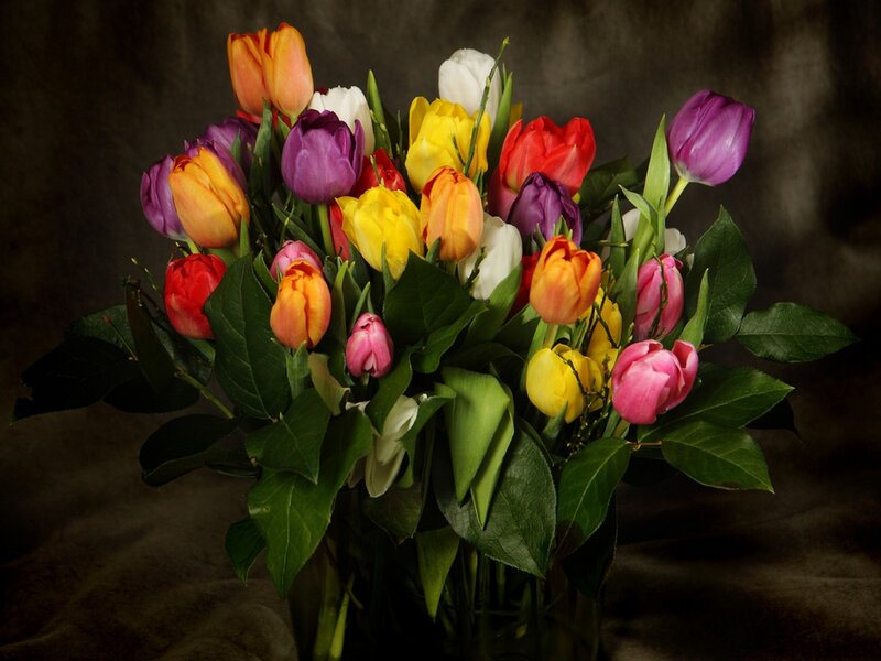 Colorful Tulip Bouquet — Purple, Dramatic, Photograph, Flowers