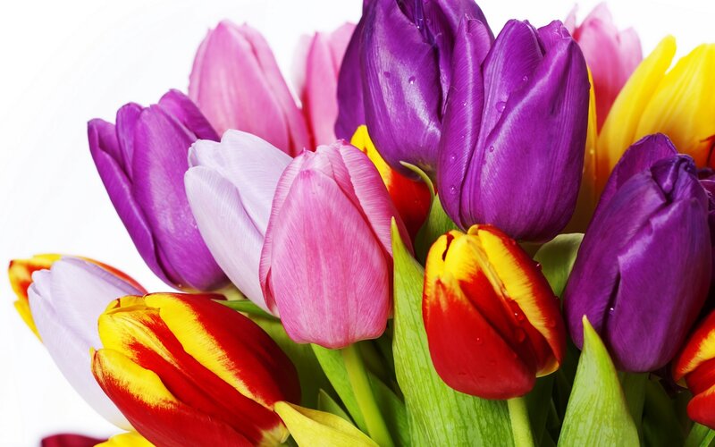 Colorful Tulip Bouquet — Purple, Vibrant, Photograph