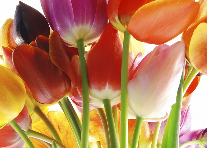 Colorful Tulip Bouquet — Purple, Vibrant, Spring, Photograph