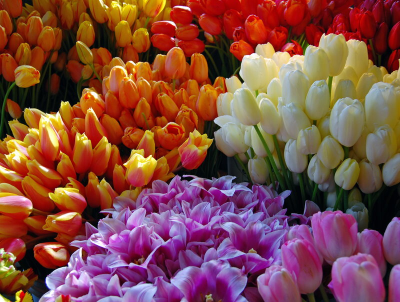 Colorful Tulip Bouquet — Purple, Vibrant, Spring