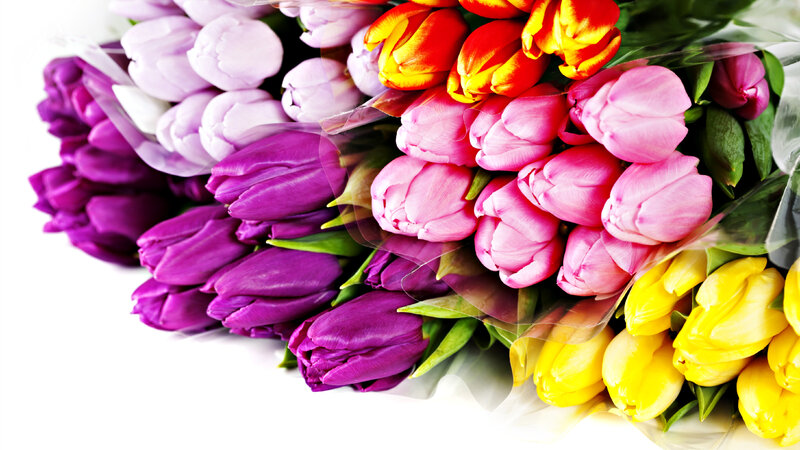 Colorful Tulip Bouquet — Purple, Vibrant