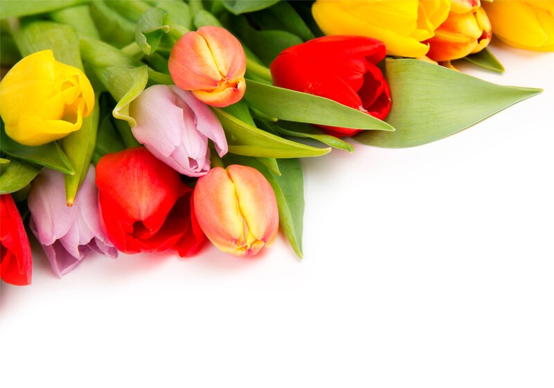 Colorful Tulip Bouquet — Red, Bright, Spring, Photograph, Flowers