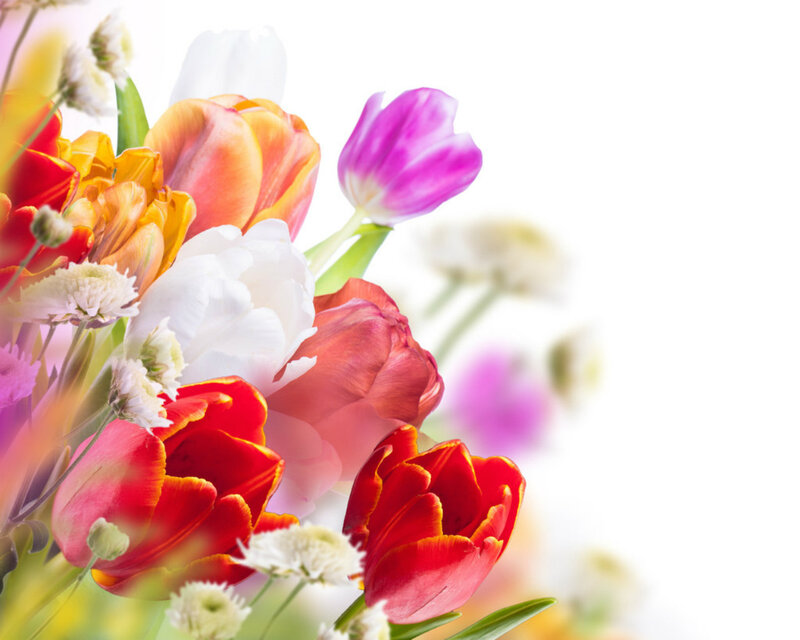 Colorful Tulip Bouquet — Red, Bright, Spring, Photograph, Tulips, Daisies